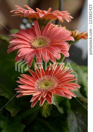 pink gerbera pink gerbera 123881425