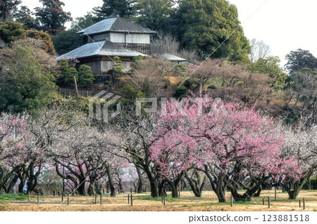 Kairakuen Garden with plum blossoms in full bloom 123881518