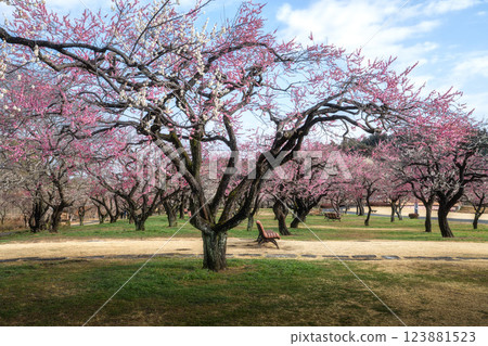 梅花盛開的偕樂園 123881523