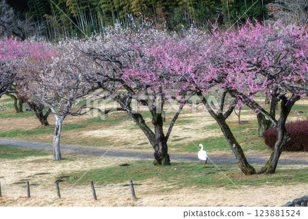 梅花盛開的偕樂園 123881524