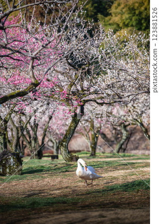 梅花盛開的偕樂園 梅花盛開的偕樂園 123881526