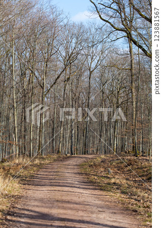 Springtime in forest with sand road and puddle 123881567