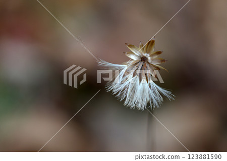 帚菊屬藤 帚菊屬藤 123881590