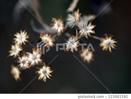 Shiroyomena 123881592