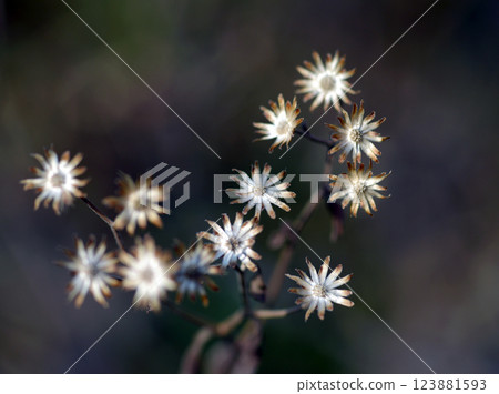 Shiroyomena Shiroyomena 123881593