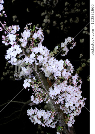 Cherry blossoms blooming at night Cherry blossoms blooming at night 123881666