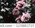 Roses for smartphone wallpaper 123881715