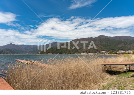 Beautiful lake and reeds in spring 123881735