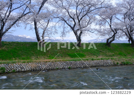 春天的旭船川,櫻花盛開。 春天的旭船川,櫻花盛開。 123882229