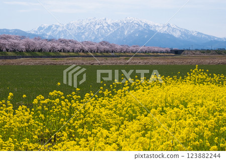春天，旭船川花開滿川。 123882244