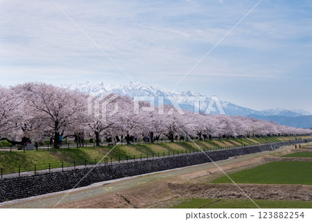 春天的旭船川,櫻花盛開。 春天的旭船川,櫻花盛開。 123882254