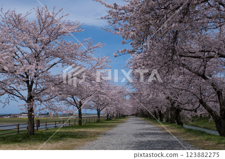 春天的旭船川，櫻花盛開。 123882275