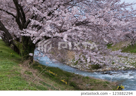 Asahifuna River in full bloom in spring. Cherry trees along the Funa River 123882294