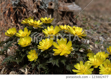 Adonis flowers bathed in sunlight in late winter (Otoyo Town, Kochi Prefecture) 123882477
