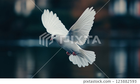 White dove in flight 123882593