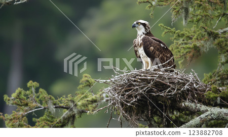 Majestic osprey bird perched on nest in forest habitat 123882708