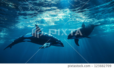 Orcas underwater 123882709