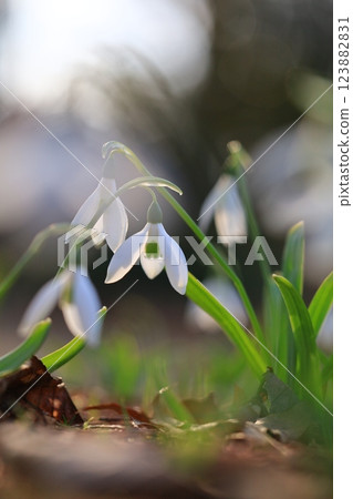 Pretty snowdrop 123882831