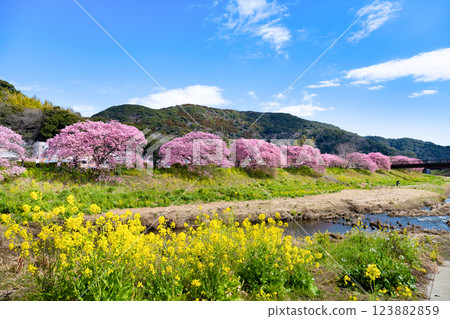 靜岡縣加茂區南伊豆町青野川沿河川櫻花 123882859