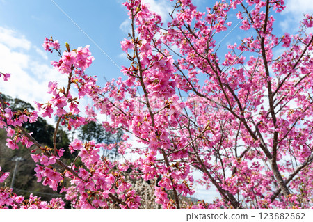 Kawazu cherry blossoms along the Aono River in Minamiizu Town, Kamo District, Shizuoka Prefecture Kawazu cherry blossoms along the Aono River in Minamiizu Town, Kamo District, Shizuoka Prefecture 123882862