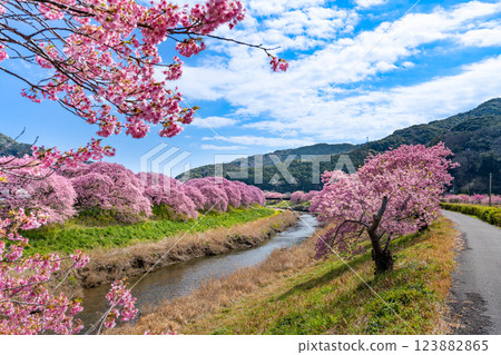 Kawazu cherry blossoms along the Aono River in Minamiizu Town, Kamo District, Shizuoka Prefecture 123882865