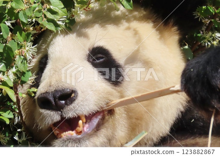giant panda giant panda 123882867