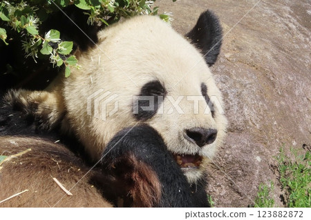 giant panda giant panda 123882872