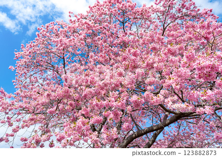 Kawazu cherry blossoms along the Aono River in Minamiizu Town, Kamo District, Shizuoka Prefecture 123882873