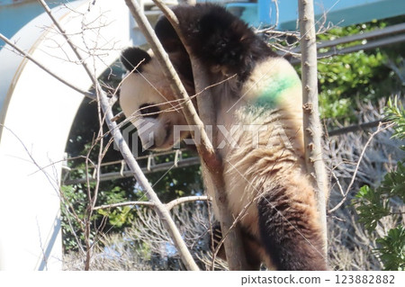 giant panda 123882882