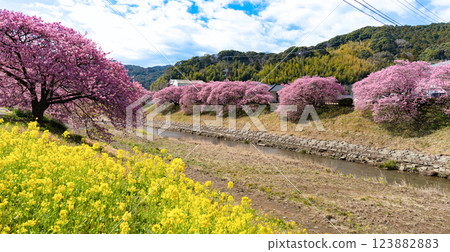 Kawazu cherry blossoms along the Aono River in Minamiizu Town, Kamo District, Shizuoka Prefecture 123882883