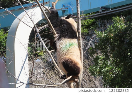 giant panda giant panda 123882885