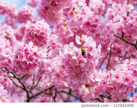 Kawazu cherry blossoms along the Aono River in Minamiizu Town, Kamo District, Shizuoka Prefecture 123882886