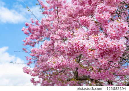 Kawazu cherry blossoms along the Aono River in Minamiizu Town, Kamo District, Shizuoka Prefecture Kawazu cherry blossoms along the Aono River in Minamiizu Town, Kamo District, Shizuoka Prefecture 123882894