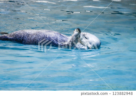 三重縣鳥羽水族館的一隻海獺(2021 年) 三重縣鳥羽水族館的一隻海獺(2021 年) 123882948