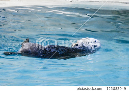三重縣鳥羽水族館的一隻海獺（2021 年） 123882949