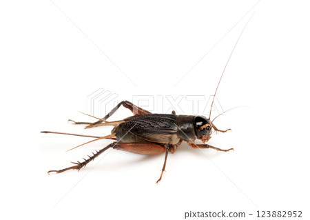 艾瑪板球 艾瑪板球 123882952