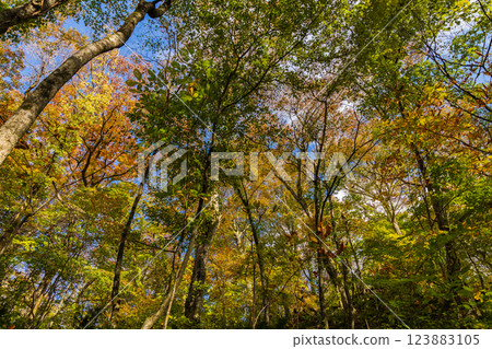 秋季的世界遺產白神山地、紅葉滿布的十二湖、山毛櫸林 123883105