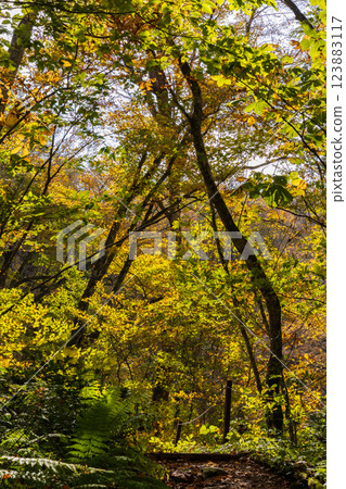 秋季的世界遺產白神山地、紅葉滿布的十二湖、山毛櫸林 秋季的世界遺產白神山地、紅葉滿布的十二湖、山毛櫸林 123883117