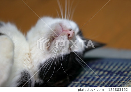 黑白貓 123883162