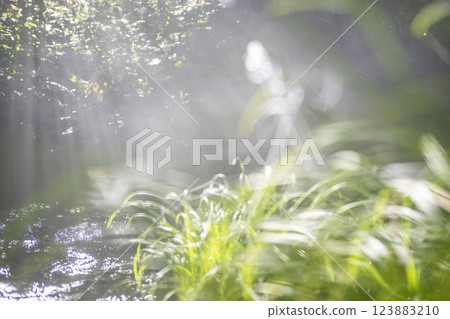 光線照射到森林清澈溪流「大仙溪八澤溪」的風景 123883210