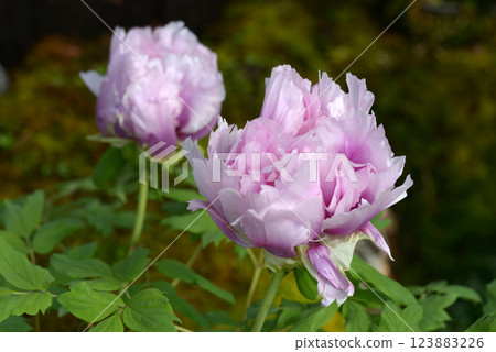 Pink Tree Peony Flower Pink Tree Peony Flower 123883226