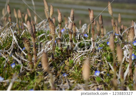 馬尾 馬尾 123883327