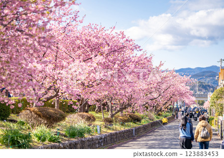 Kawazu Cherry Blossom Festival Kawazu Cherry Blossom Line 123883453