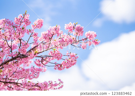 Kawazu Cherry Blossom Festival: The contrast between the cherry blossoms in full bloom and the blue sky 123883462