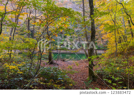 Shirakami-Sanchi World Heritage Site in Autumn: Autumn Foliage at Juniko Lake and Keitoba Pond Shirakami-Sanchi World Heritage Site in Autumn: Autumn Foliage at Juniko Lake and Keitoba Pond 123883472