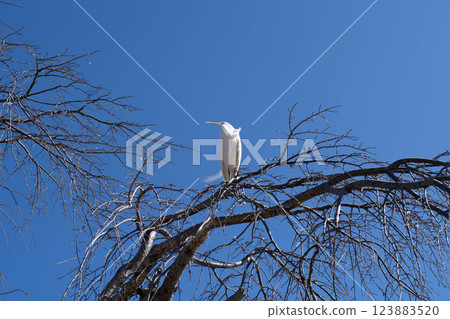 Dead branches and a flock of egrets against the blue sky 123883520