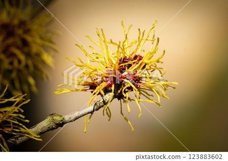 witch hazel in early March 123883602