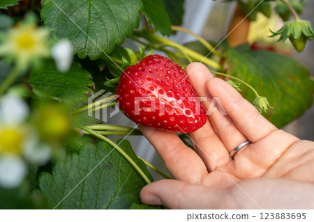 手裡拿著鮮紅的草莓 手裡拿著鮮紅的草莓 123883695