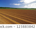 Minami-Daitojima Sugar Cane field 123883842