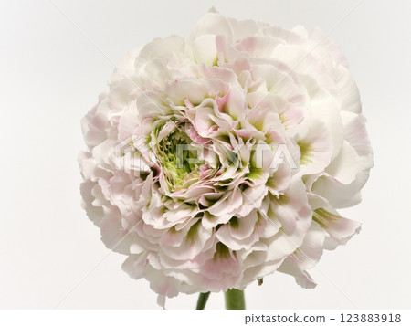 毛茛花,花瓣為白色和粉紅色雙色 毛茛花,花瓣為白色和粉紅色雙色 123883918